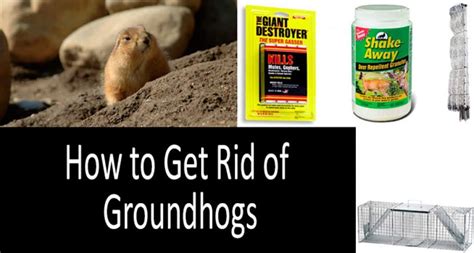 Groundhog Control Products | Buyer's Guide | Homemade Groundhog Control