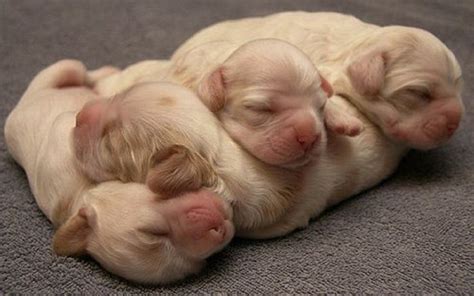 Animal Love Wallpapers - Wallpaper Cave