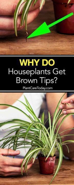 Also is it possible for a sunflower can have more than 1 bloom? Brown Tips on Houseplants Leaves - A Reason Why! (With ...