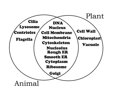 Plant cell and animal cell are the structural unit of life of plants and animals respectively. Compare/Contrast Matrix - Sarah Sanderson Science