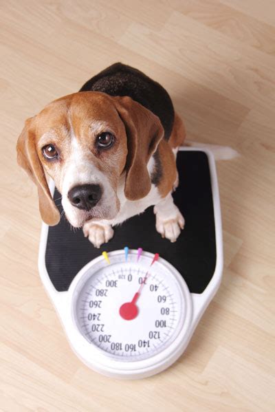 Sudden Weight Loss Catoctin Veterinary Clinic