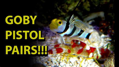 Goby Pistol Shrimp Pair One Of The Coolest Symbiotic Relationships