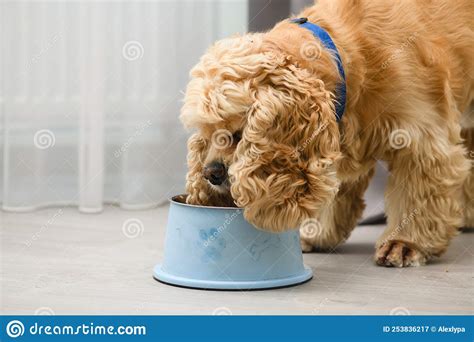 The Dog Eats Food From His Bowl With Appetite Stock Image Image Of