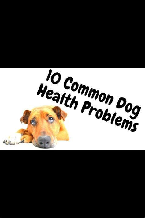 10 Common Dog Health Problems Dogs Forever Video