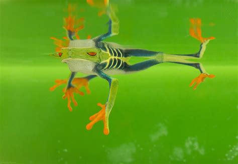 Beautiful Macro Photos Of Frog By Nicolas Reusens