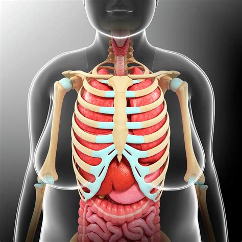 See more ideas about anatomy, anatomy reference, man anatomy. Female Torso Anatomy Photograph by Pixologicstudio/science ...
