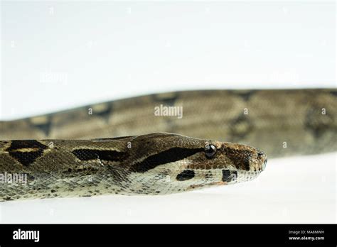 Colombian Boa Tropical Brown Constrictor Snake Skin With Yellow And