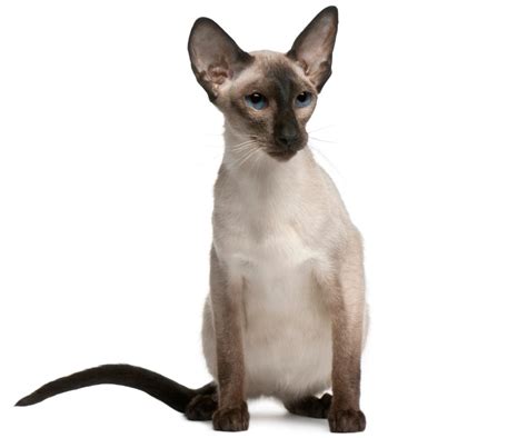 Youll Be Dying To Bring Home A Balinese Cat After Reading This Cat Appy