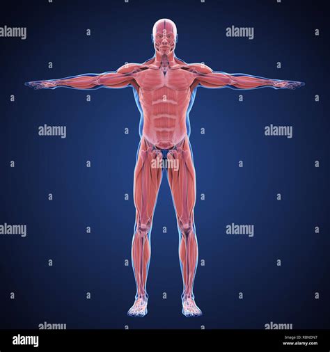 Sistema Muscular Humano Fotograf As E Im Genes De Alta Resoluci N Alamy The Best Porn