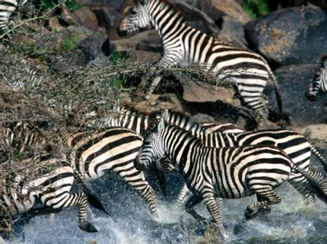 Zebra Migration Facts About Zebra Migratory Patterns