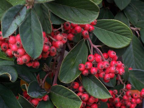 Explore ivy green's (@ivy_green) posts on pholder | see more posts from u/ivy_green about pics, running and lgbt. tree with red berries | Ivy G | Flickr
