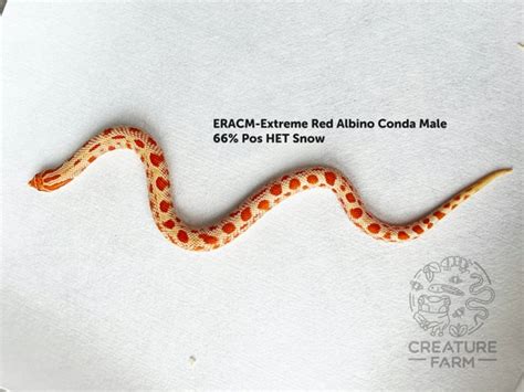 Extreme Red Albino Conda Western Hognose By Creature Farm
