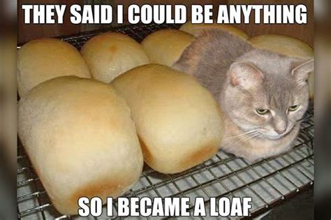 20 Cats Who Look Like Loaves Of Bread Cuteness Funny Cat Pictures