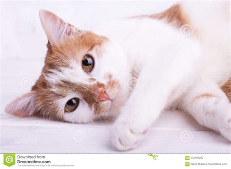 Pretty Cat Looks At The Camera Stock Image Image Of Cute Face 112197257
