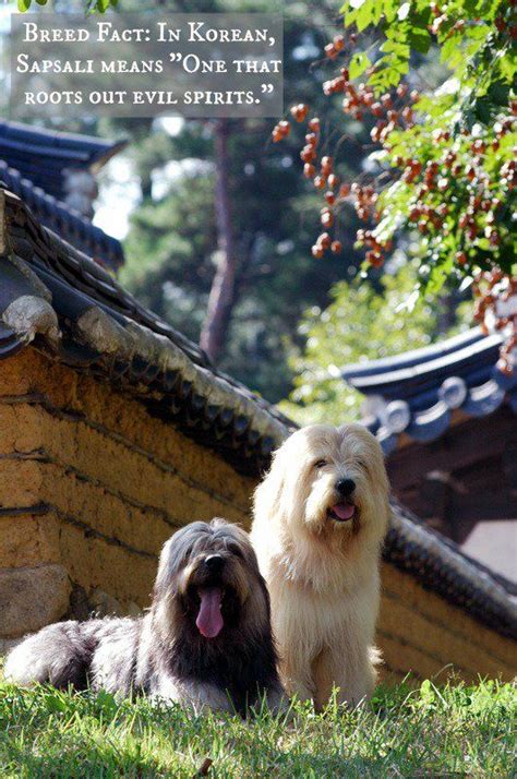 137) cane da orso della carelia. Sapsali | Dog breeds, Dogs, Dog cat