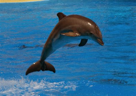 Species Of Uk Week 32 Bottlenose Dolphin ‘tursiops Truncatus
