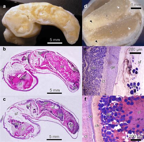 Fig Ure Danielethus Crenulatus Female Sperm Storage Pattern A