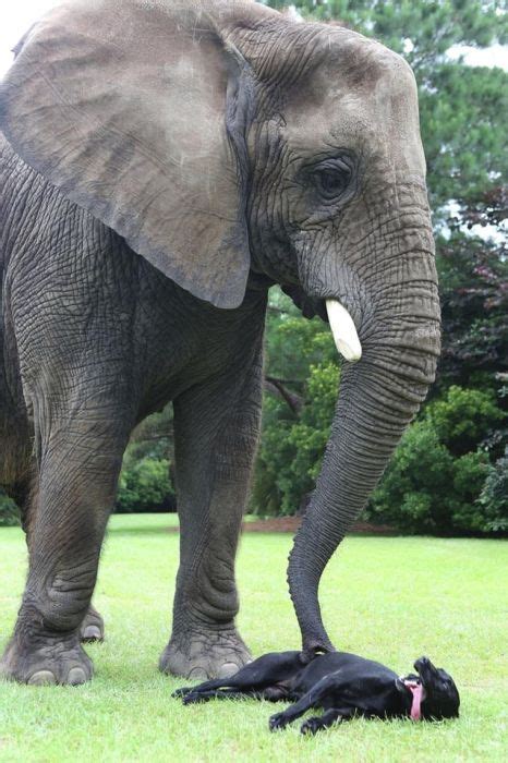 This Elephant And Dog Are Best Friends Forever 10 Pics