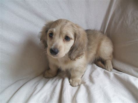 Golden long haired miniature dachshund. cream miniature longhaired dachshund boy puppy | Crewe ...