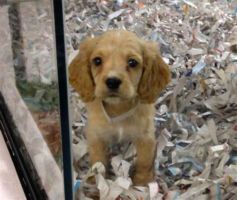 Buying dogs from pet stores is unethical, it's statistically near 100% probable that those two little tykes came from a filthy puppy farm and had a nightmarish existence no doubt. Californian Pet Stores Are Now Only Allowed To Sell Rescue ...