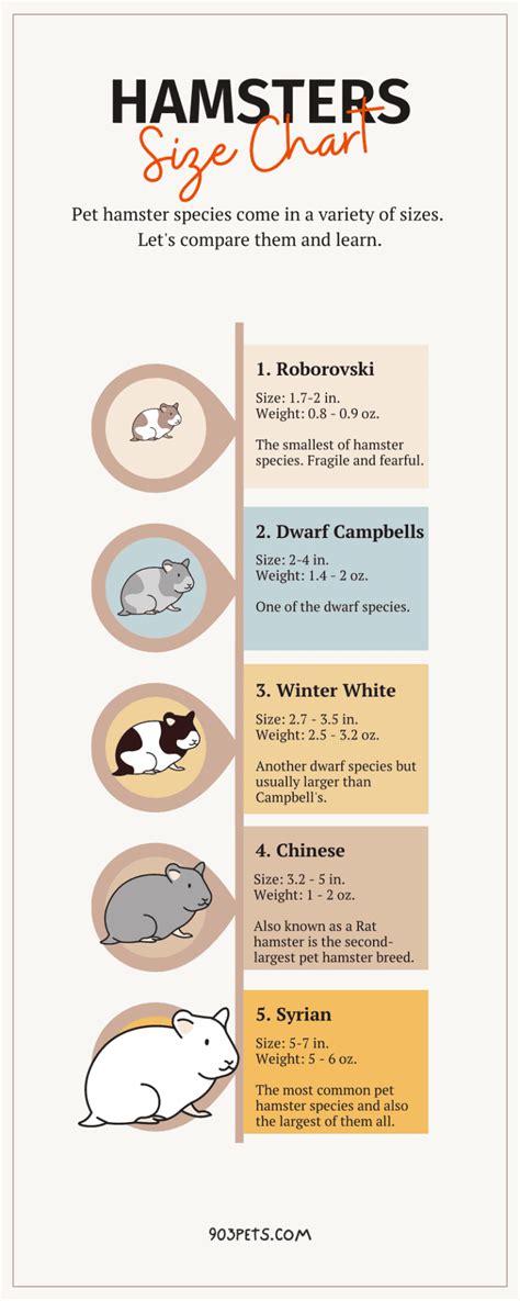 Hamster Breed Size Chart How Big Do Hamsters Get 903pets