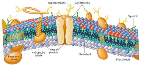 Plasma Membrane Structure And Function Biology Ease