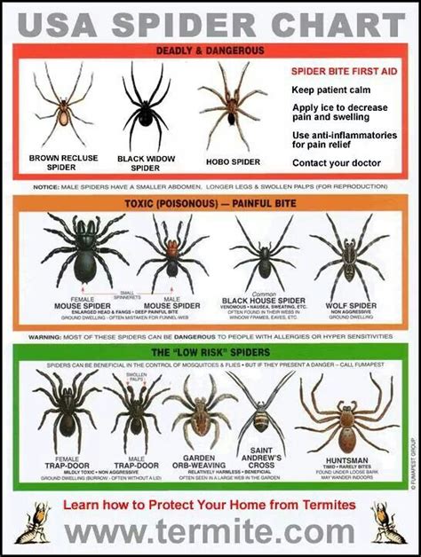 Spiders Spider Identification Chart Spider Chart Survival