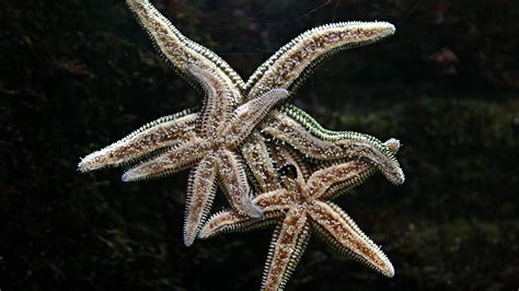 Sea Stars Are More Brutal Than They Look The New York Times