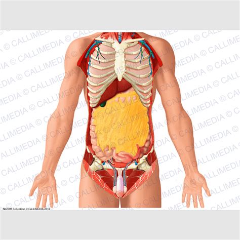Pelvic Cavity Pelvis Chest Abdominal Cavity Abdomen Anatomy Physiology Human Anatomy