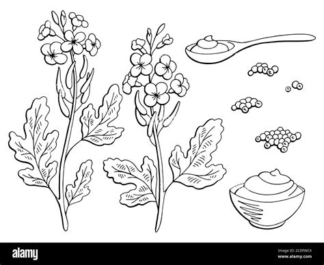 Mustard Seed Plant Drawing