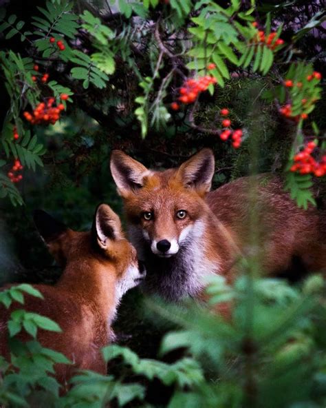 Photos Capture Finlands Fairytale Forest Animals In The Wild