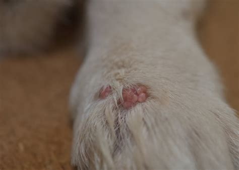 Canine Papillomavirus And What To Watch Out For