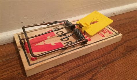 Best Rat Traps That Work How To Safely Set Bait And Use