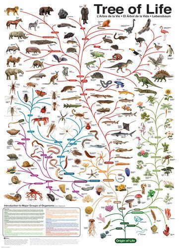 Puzzle your way through the tree of life. Pin on Characteristics of Living Things