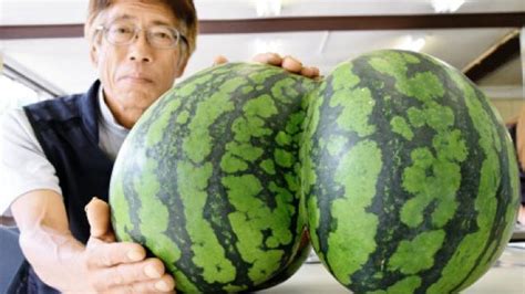 Check Out The Sexy Butt On These Watermelons