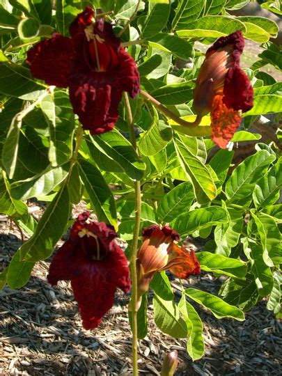 Kigelia Africana Sausage Tree Flowers Grows On You