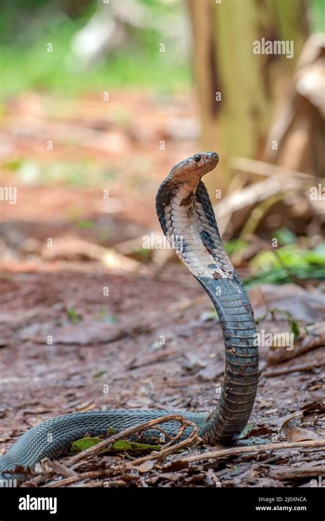 Serpiente Cabeza De Serpiente Rey Cobra Fotos E Imágenes De Stock Alamy