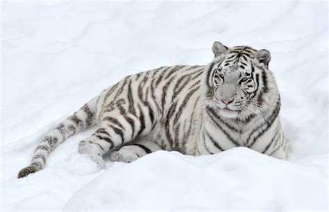 Tiger Snow Predator White Wallpapers Hd Desktop And Mobile Backgrounds