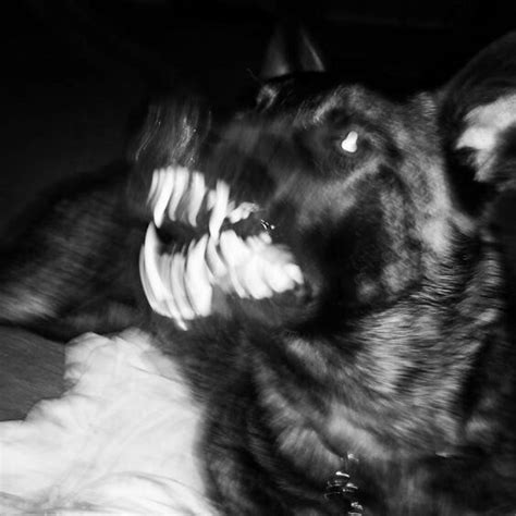 Arixoo Scary Dogs Angry Dog Dog Teeth