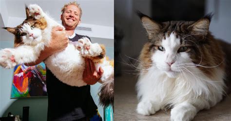 Meet Samson Aka Catstradamus The Largest Cat In New York City I Can