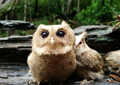 So Cute With So Big Eyes Stray Baby Scops Owls Rescued At Sw China
