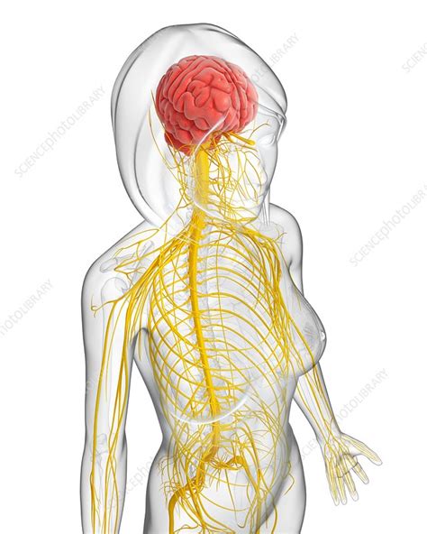 Female Nervous System Artwork Stock Image F0061533 Science