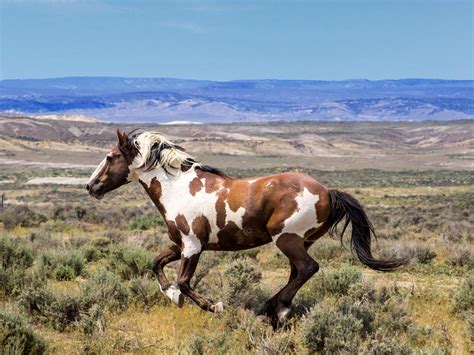 Meet One Of The Countrys Most Famous Wild Horses 5280