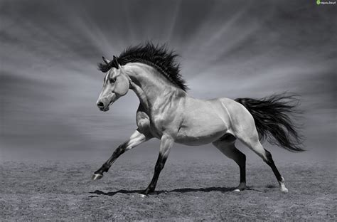 Zdjęcie Biegnący, Koń, Czarno-Białe