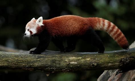 Panda Merah Red Pandas Ill Agree That The Horns Make Her Look A Bit