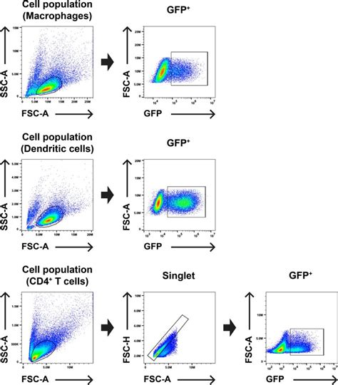 Gating Strategy For Flow Cytometry Experiments Assessing Single Cycle