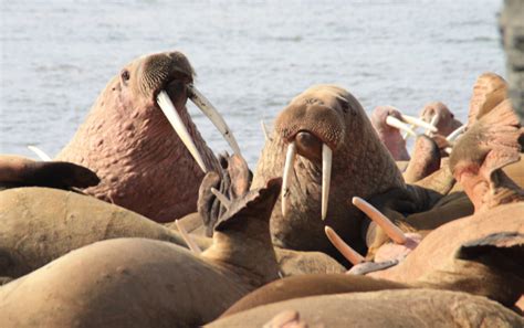 Walrus Alaska Walrus And Wildlife Tours