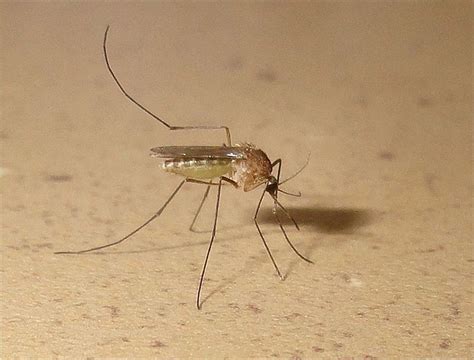 Mosquito In Resting Position On Wall Terminix