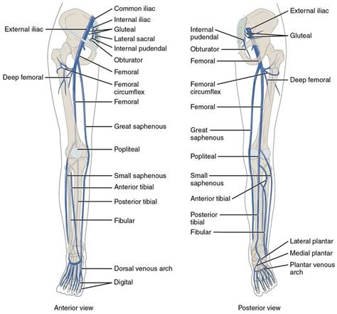 Blood vessels (labeled) coloring page. 7ededb92ca7b88f203d2698a3f3b3ac5.jpg | Arteries anatomy ...