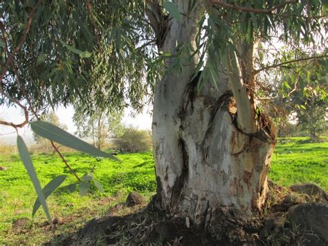 Farm‏ > ‏מסלול פעילות ומידע בנושא העצים בסמינר שיין‏ > ‏. סקר אקליפטוסים בבקעת בית צידה (בטיחה) | כלנית